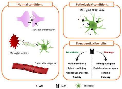 Contribution of P2X4 Receptors to CNS Function and Pathophysiology