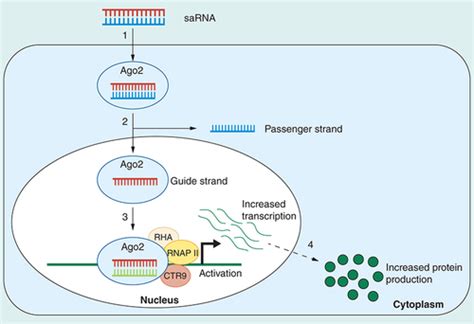 Small Activatingrna 的图像结果