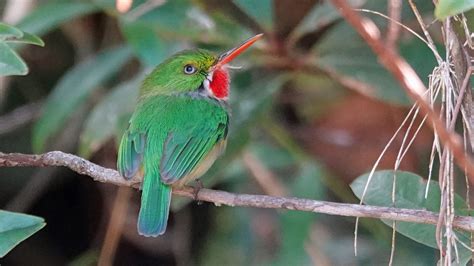 Puerto Rico Endemics - American Birding Association