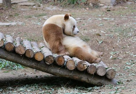 全球唯一圈养棕色大熊猫“七仔”被认养_新浪图片