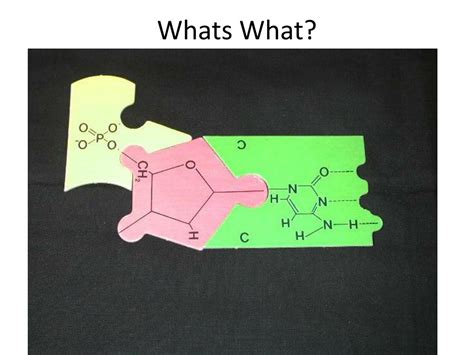 Image result for DNA Introduction