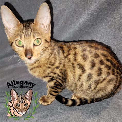 F4 4 - Allegany Savannah Cats