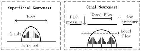 Research on Flow Field Perception Based on Artificial Lateral Line ...