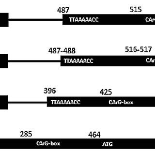 Promoter Region Models 的图像结果