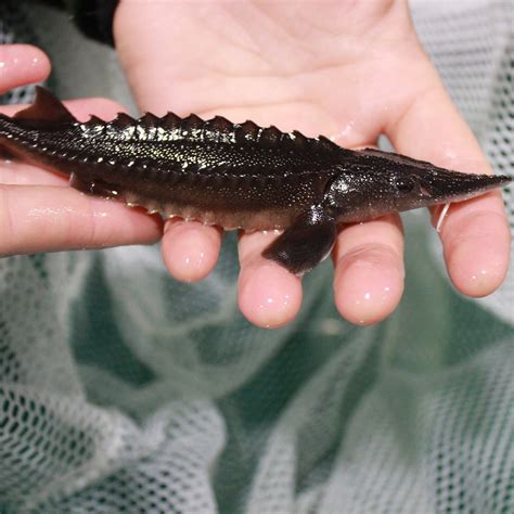 NECHAKO WHITE STURGEON CONSERVATION CENTRE (2026) All You Need to Know ...