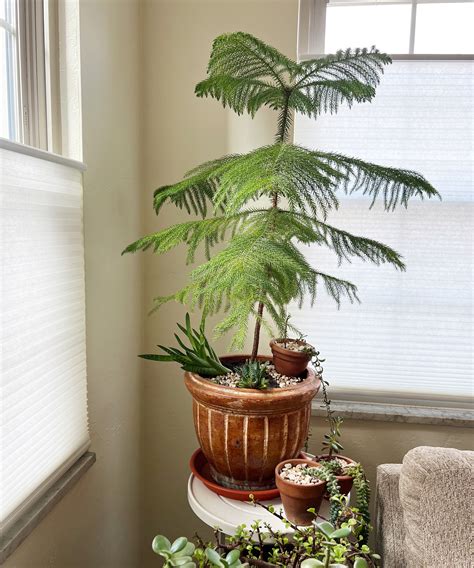 How to grow a Norfolk Island pine | Homes and Gardens