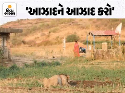 Amreli Savarkundla Rajula Thoradi Village Lion Attack; 5-Year-Old Child ...