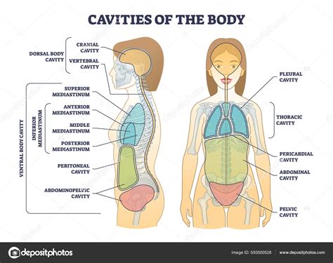 Cavities Body Anatomical Compartment Medical Division Outline Diagram Labeled Educational Vector ...