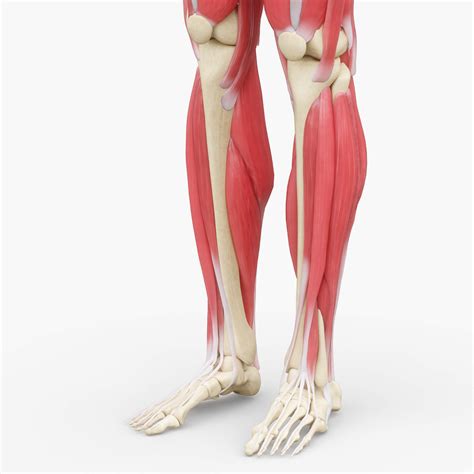 Human Legs Muscle Bone Anatomy - 3D Model by zames1992d