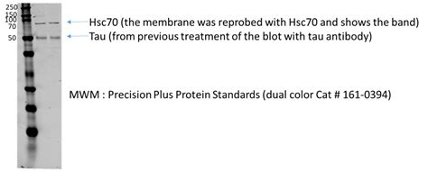 Hsc70 antibody (10654-1-AP) | Proteintech