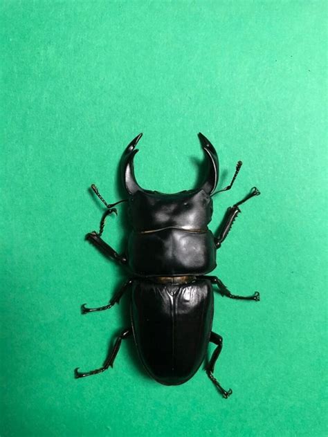 worlds most expensive insect : हा विचित्र किडा दिसला तर याला चुकूनही ...