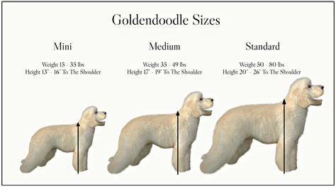 Medium Size Goldendoodle