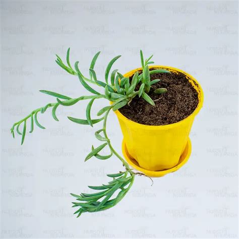 Buy String Of Bananas Online at Nursery Nisarga the