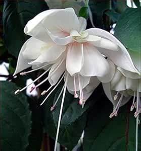 fuchsia white color live plant : Amazon.in: Garden & Outdoors