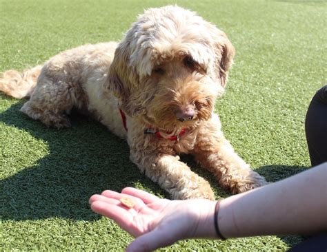 Everything You Need to Know About Parvoviral Enteritis in Dogs | Supertails