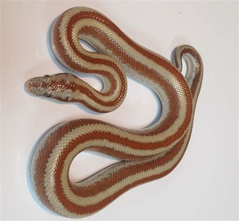 Rosy Boas for sale | Snakes at Sunset