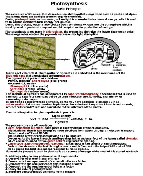 Image result for Basic Photosynthesis