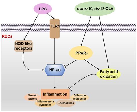 Isomer-Specific Effects of cis-9,trans-11- and trans-10,cis-12-CLA on ...
