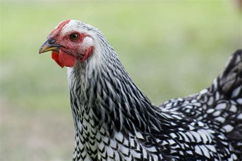 Spring Chickens 11 的图像结果