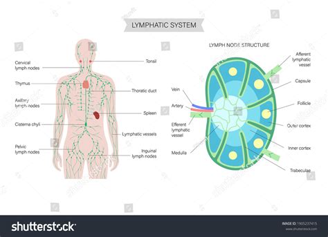 Anatomy Lymph Node Man Silhouette Illustration Stock Vector (Royalty Free) 1905237415 | Shutterstock