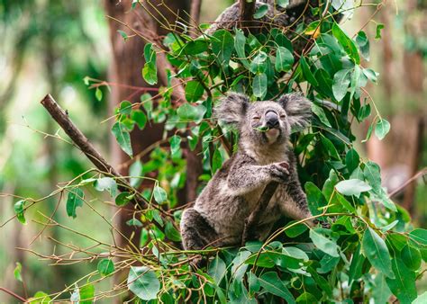 Chlamydia has a bigger effect on koalas than researchers believed - Scienceline