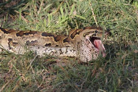 Image result for Python Swallow an Impala Whole