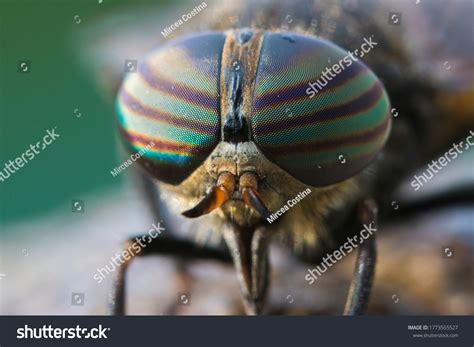 Black Horse Fly Eyes