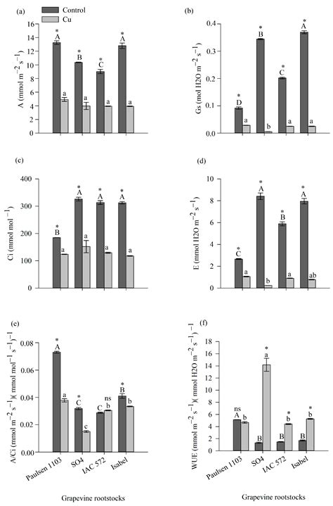 Identifying Grapevine Rootstocks Tolerant to Copper Excess