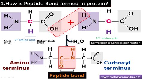 Image result for What Is the Structural Formula for O2