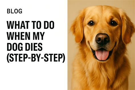 What To Do When My Dog Dies | Step-by-Step Guide (UK) – My Pet Farewell