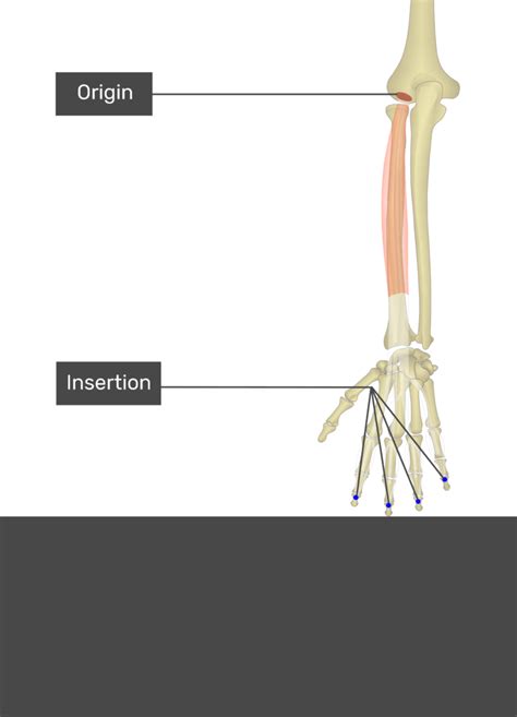 Extensor Digitorum Exercises 的图像结果