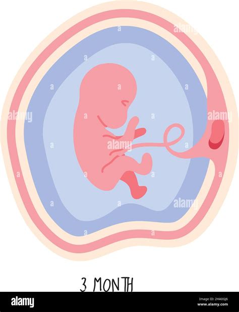 Image result for Third Week Development of Embryo