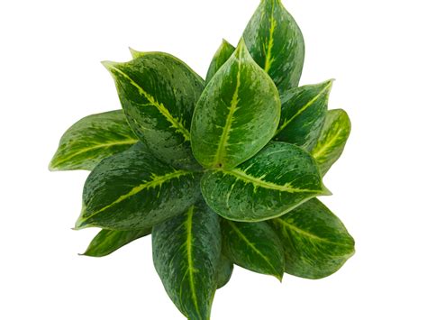 Aglaonema 'Golden Spoon Live Plant – veliyathgardens