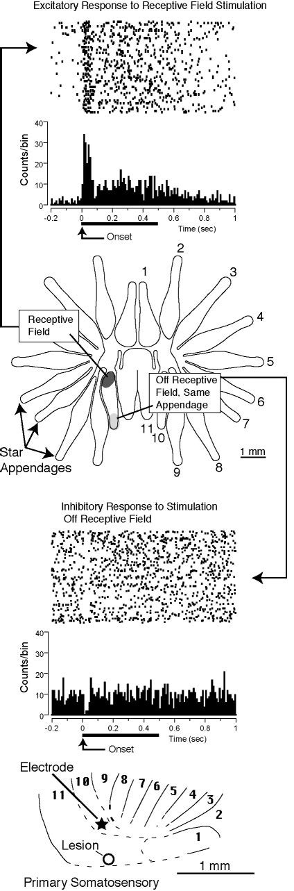 Post-Stimulus Time Histogram 的图像结果