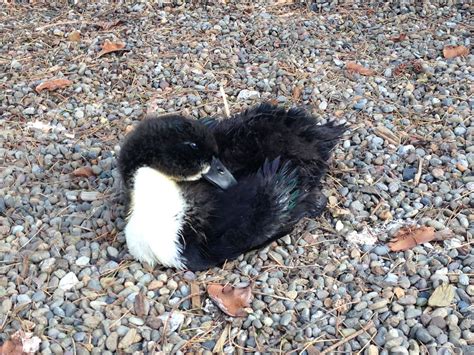 Black Swedish duck feather color? | BackYard Chickens - Learn How to ...