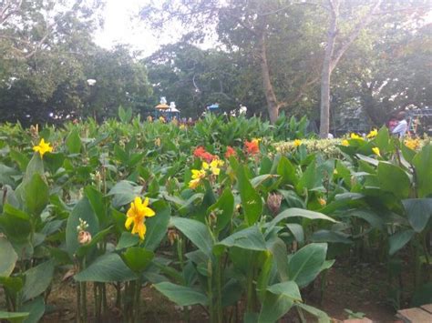 Semmozhi Poonga (Chennai) - 2020 What to Know Before You Go (with ...