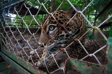 Jaguars in Costa Rica – Emmanuel Rondeau