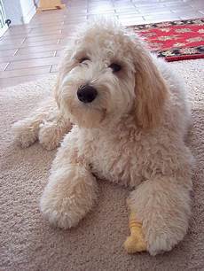 16 new goldendoodle haircut guide pictures meowlogy goldendoodle afternoon goldendoodle haircuts goldendoodle cute animals 16 new goldendoodle haircut guide pictures meowlogy goldendoodle afternoon goldendoodle haircuts goldendoodle cute animals