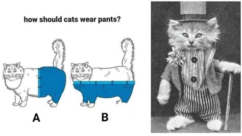 How Do Cats Wear Pants: The Real Answer To The Internet Debate