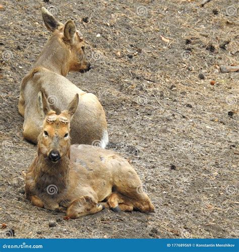 Siberian roe deer. stock image. Image of lying, animal - 177689569