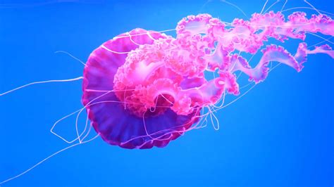 Image result for Jellyfish Tutorial C4d