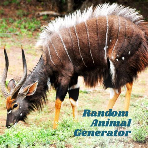 Image result for Random Animal Generator