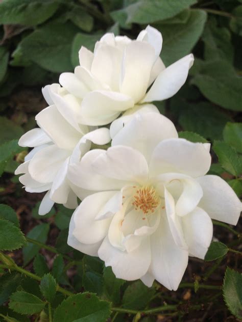 white knockout rose | Beautiful roses, White gardens, Knockout roses