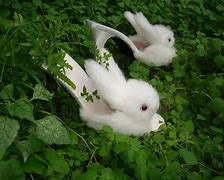 Image result for White Rabbit Plush