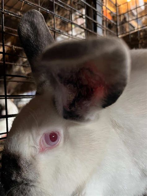 Ear Mite PETARMOR Ear Mite & Tick Treatment For Dogs, 3 Oz, 3 Fluid