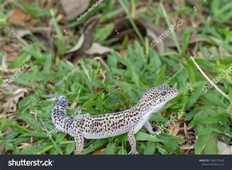 Leopard Gecko Morphs Poster