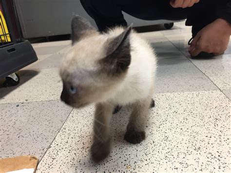 Siamese Cats For Sale | Columbus, OH #300908 | Petzlover