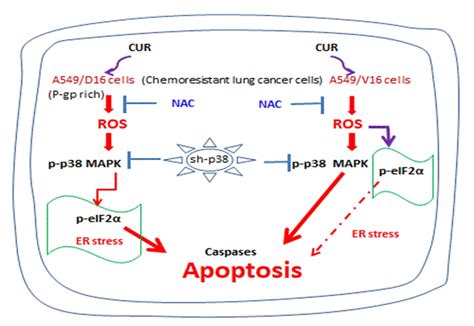 Curcumin Induces Apoptosis of Chemoresistant Lung Cancer Cells via ROS ...