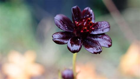 12 Black Flowers! Names and Pictures | Almanac.com