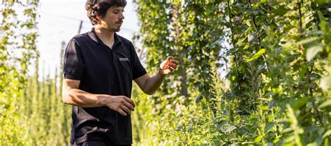 Hop Grower: A dive into organic hop farming and biological crop protection
